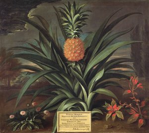 Ananas gekweekt in de tuin van Sir Matthew Decker, Richmond, Surrey, 1720 door Theodorus Netscher